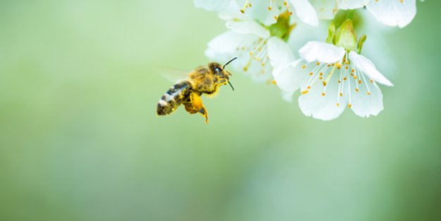 10 total spannende Bienen-Fakten: Von A wie Akazienhonig bis Z wie Zucht