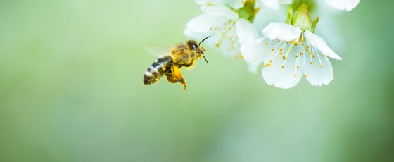 10 total spannende Bienen-Fakten: Von A wie Akazienhonig bis Z wie Zucht