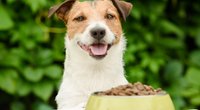 Hundefutter-Test: Die 4 Trockenfutter-Sieger bei Stiftung Warentest