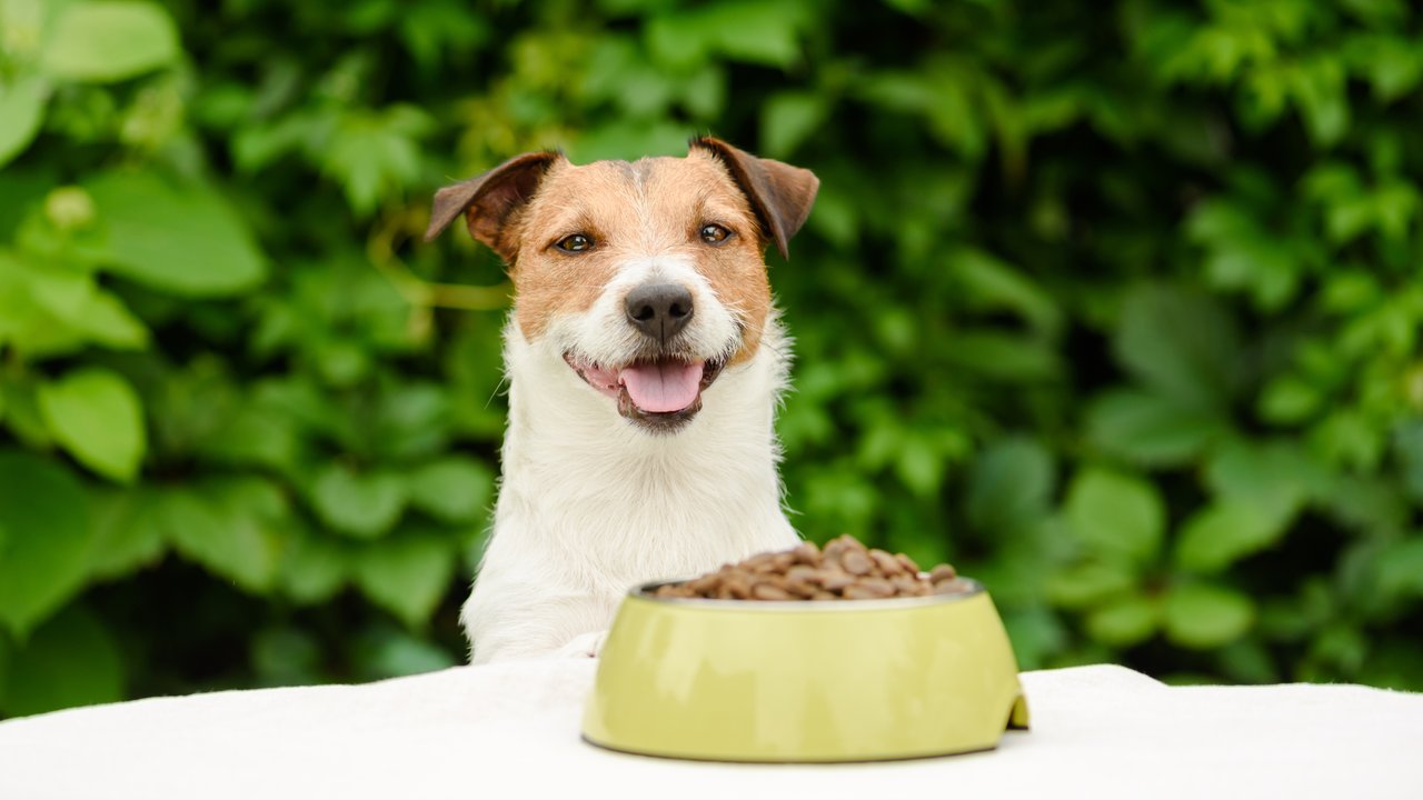 Hundefutter Test - Hund mit Trockenfutter