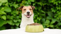 Hundefutter-Test: Die 4 besten Trockenfutter bei Stiftung Warentest
