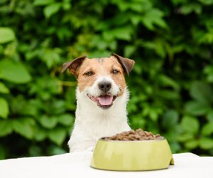 Welches Trockenfutter im Hundefutter-Test von Stiftung Warentest am besten abschneidet