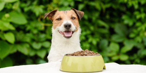 Welches Trockenfutter im Hundefutter-Test von Stiftung Warentest am besten abschneidet