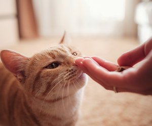 Jetzt zum kleinen Preis: Schnappt euch das beliebte Katzenfutter von Amazon