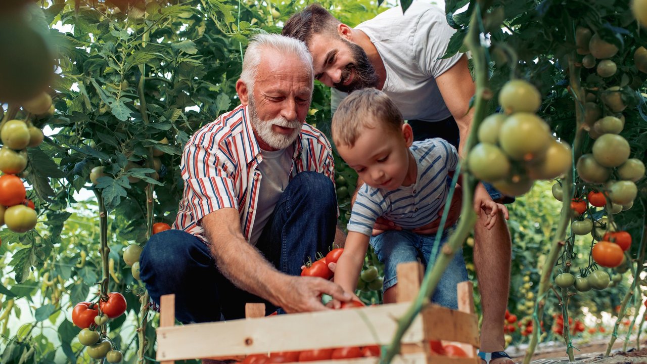 Tomatensorten für Kinder: Vater, Sohn und älterer Mann ernten Tomaten