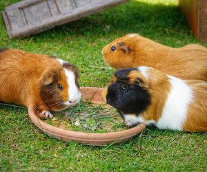 Dürfen Meerschweinchen Radieschen essen? Das solltest du wissen