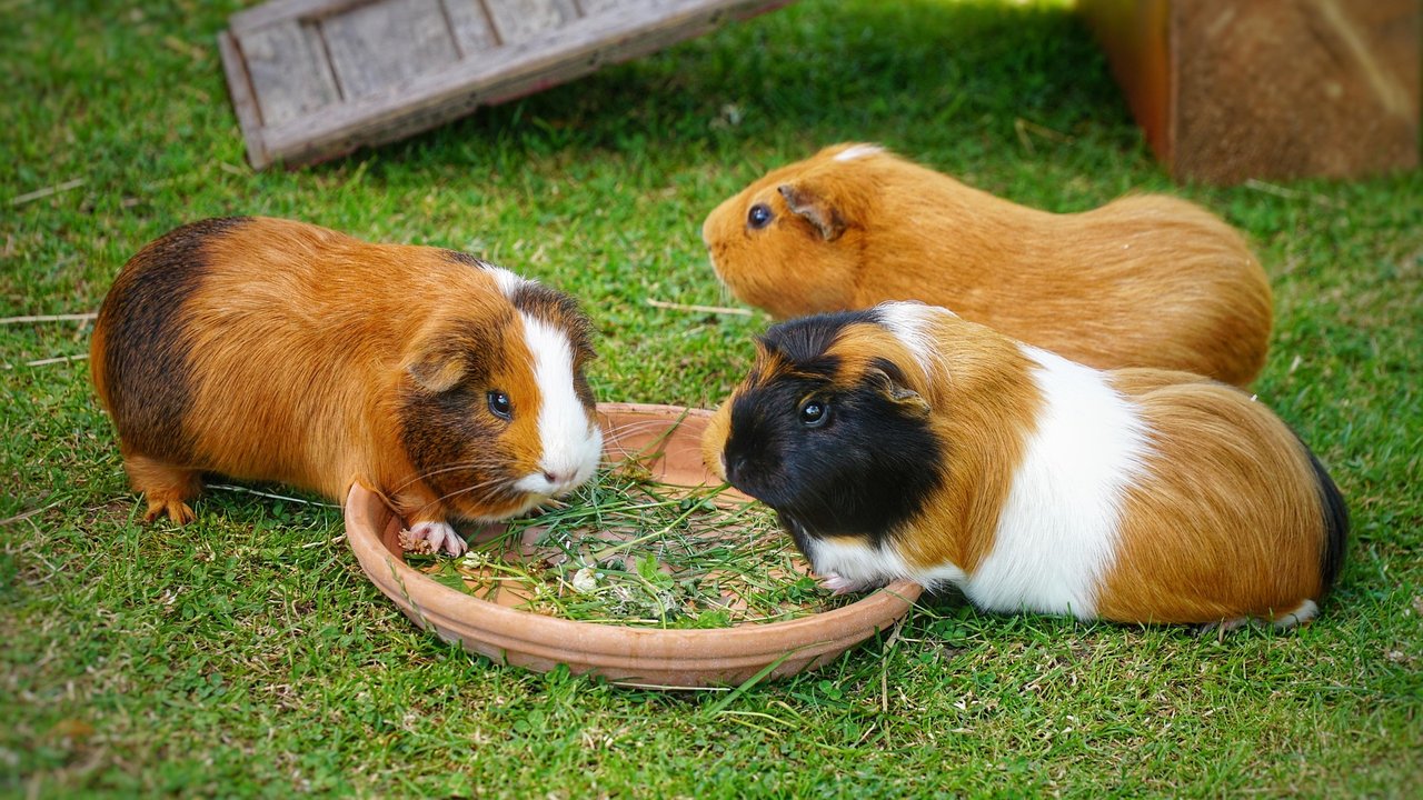 Sind Radieschen gut für Meerschweinchen? Das erfährst du bei uns.