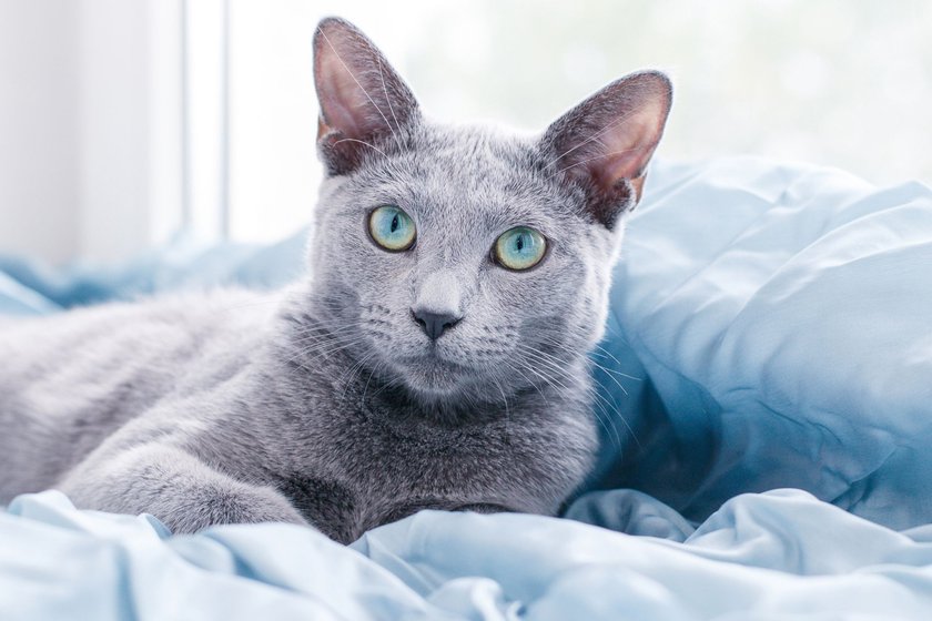 Russian Blue Katze vor einem hellen Fenster