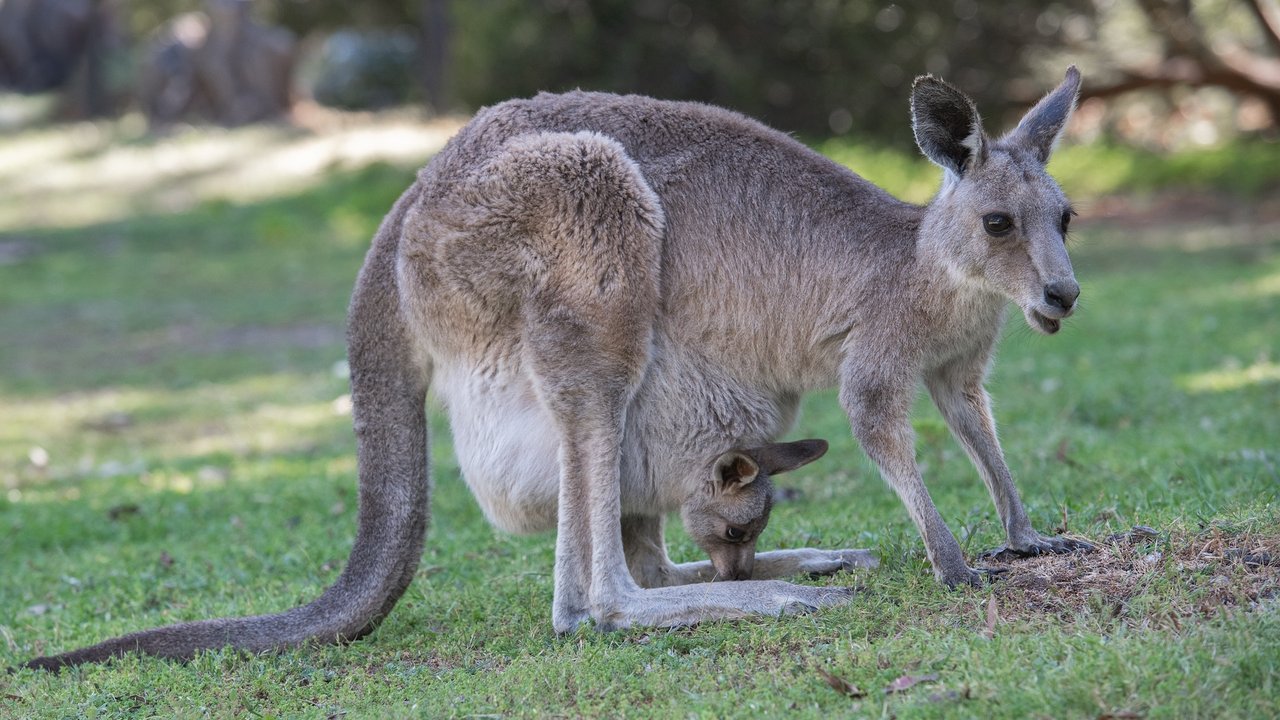 Das Känguru-Junge schaut aus dem Beutel der Mutter.