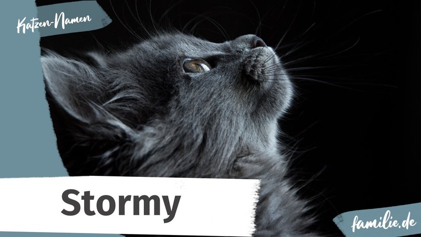 Namen für graue Katzen: Stormy