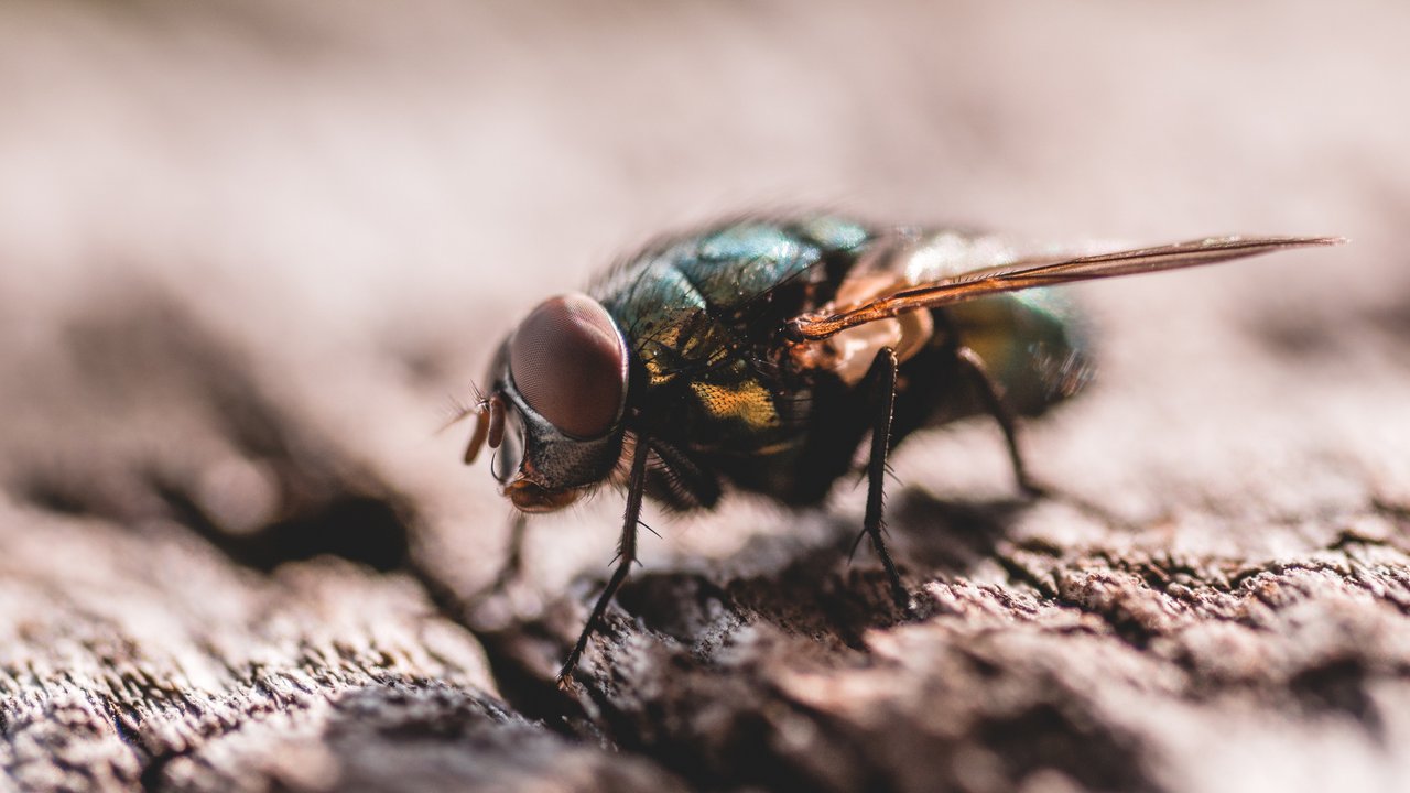 Bei Amazon gibt es jetzt das praktische Fliegengitter.