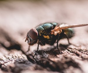 Bye-bye Insekten: Mit diesem Fliegengitter von Amazon bleibt dein Wohnzimmer geschützt