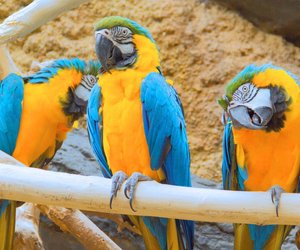 Wie viel kostet ein Papagei? Damit hast du vielleicht nicht gerechnet