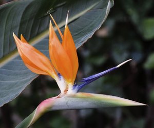 Pflanzen mit P: Diese solltest du kennen