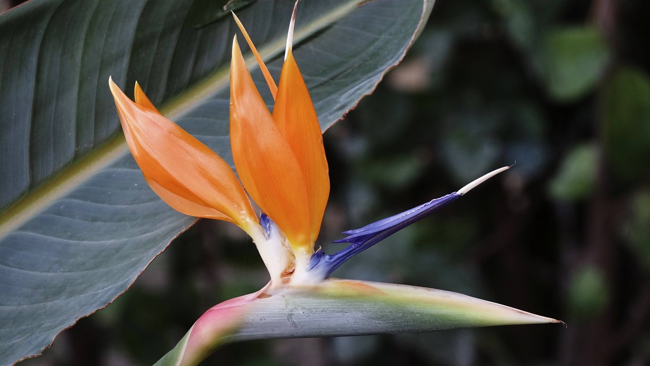 Die Paradiesvogelblume bringt einen exotischen Touch in deinen Garten.