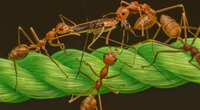 Was fressen Ameisen und wieso melken sie Tiere?