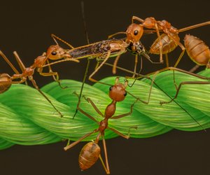 Was fressen Ameisen und wieso melken sie Tiere?
