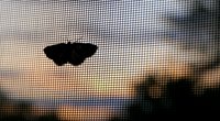 Fliegengitter anbringen: So klappts kinderleicht