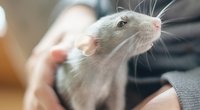 Ratte als Haustier: Für Kinder geeignet?