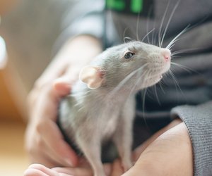 Ratte als Haustier: Für Kinder geeignet?