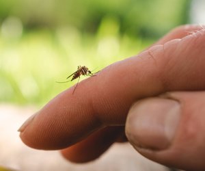 Wie oft kann eine Mücke stechen? Für Kinder erklärt