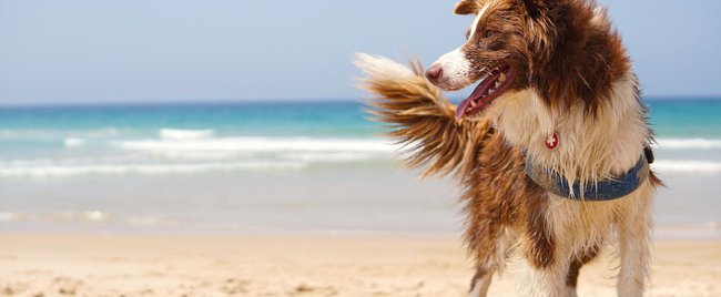 Sommerurlaub mit Hund: Diese Hundestrände in Deutschland sind ein Muss