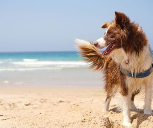 Die 12 besten Hundestrände in Deutschland, die für euren Vierbeiner paradiesisch sind