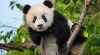 Wo leben Pandas? Die Heimat der großen schwarz-weißen Bären