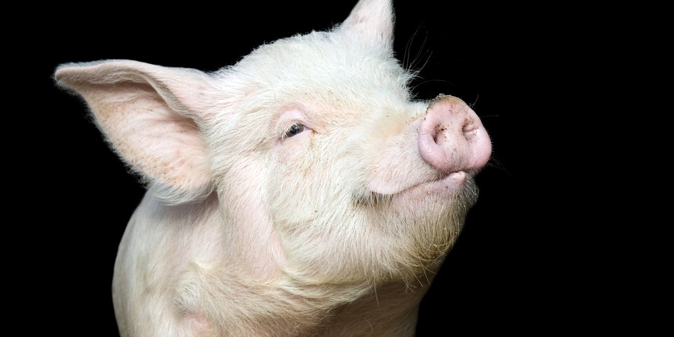 Chinesische Sternzeichen Schwein Was Die Sterne Verraten Familie De