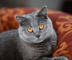 Teste dein Wissen: Kannst du diese Katzenrassen anhand eines Bildes erkennen?