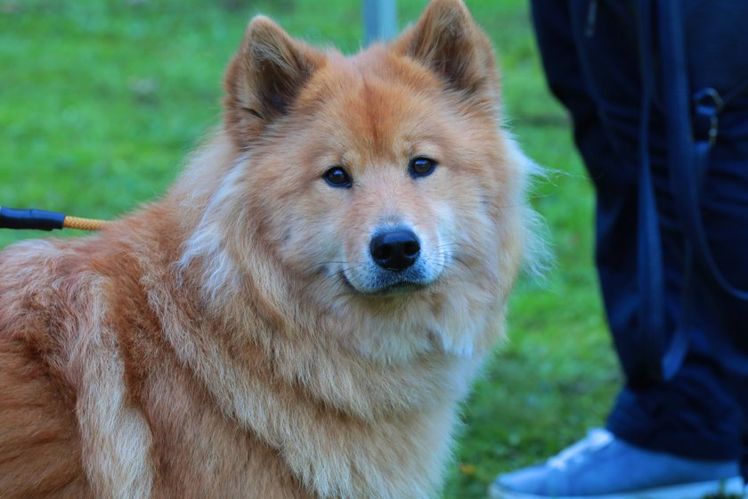 Eurasier