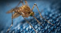 Mega Hack gegen Mücken: Mit diesem einfachen Mittel rühren dich die Insekten nicht an