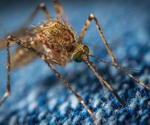 Mega Hack gegen Mücken: Mit diesem einfachen Mittel rühren dich die Insekten nicht an
