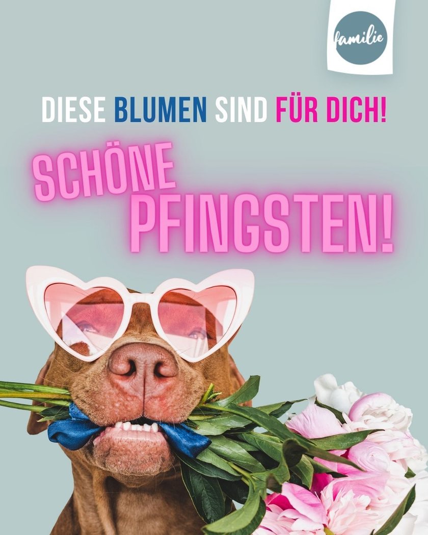 Whatsapp-Pfingstgrüße: Blumen