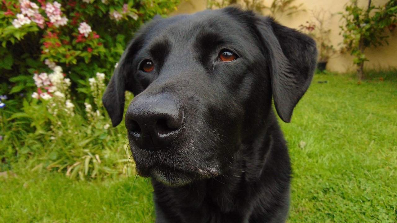 Der Labrador Retriever ist ein beliebter Familienhund.