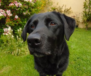 Labrador Retriever: Welche Größe erreicht diese Hunderasse?