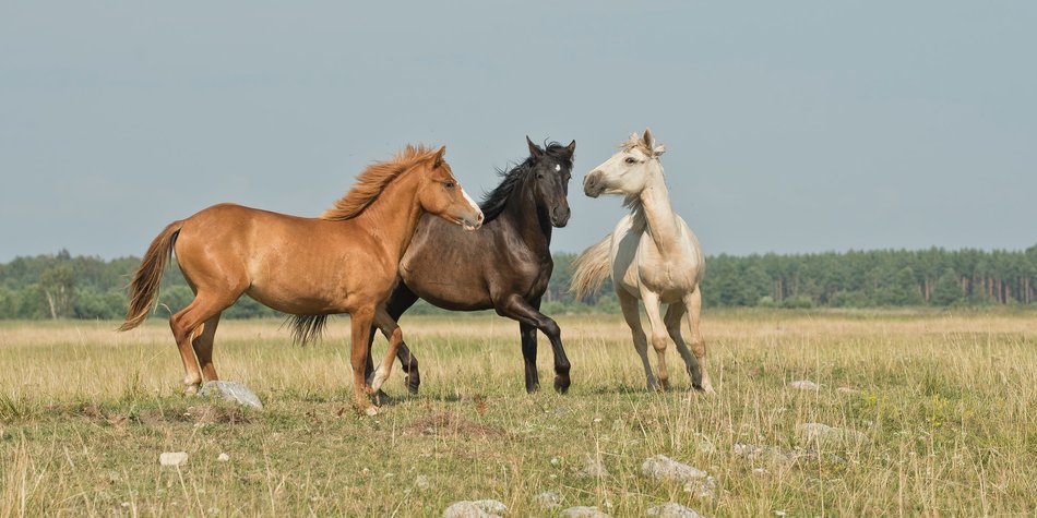 Wo leben Pferde und gibt es noch echte Wildpferde?