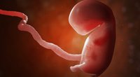 Embryo-Entwicklung bis zum Fötus: Das alles passiert in deinem Baby-Bauch