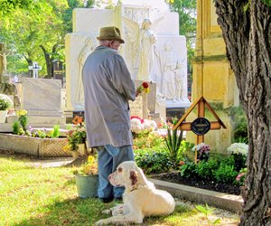 Dürfen Hunde auf den Friedhof? Das solltest du beachten