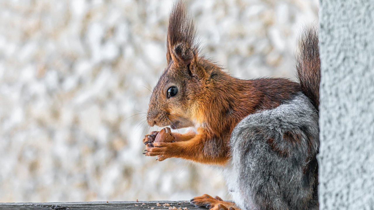 Was fressen Eichhörnchen und darf man die süßen Nager füttern?