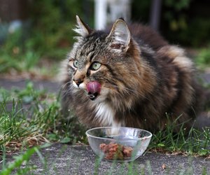 Kürbis für Katzen – lecker, gesund und erlaubt?