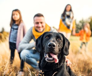 10 familienfreundliche Hunde, die perfekte Spielgefährten für eure Kinder sind