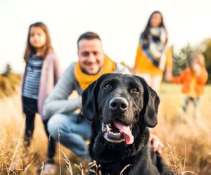 Familienfreundliche Hunde: 10 geeignete Rassen für Groß & Klein