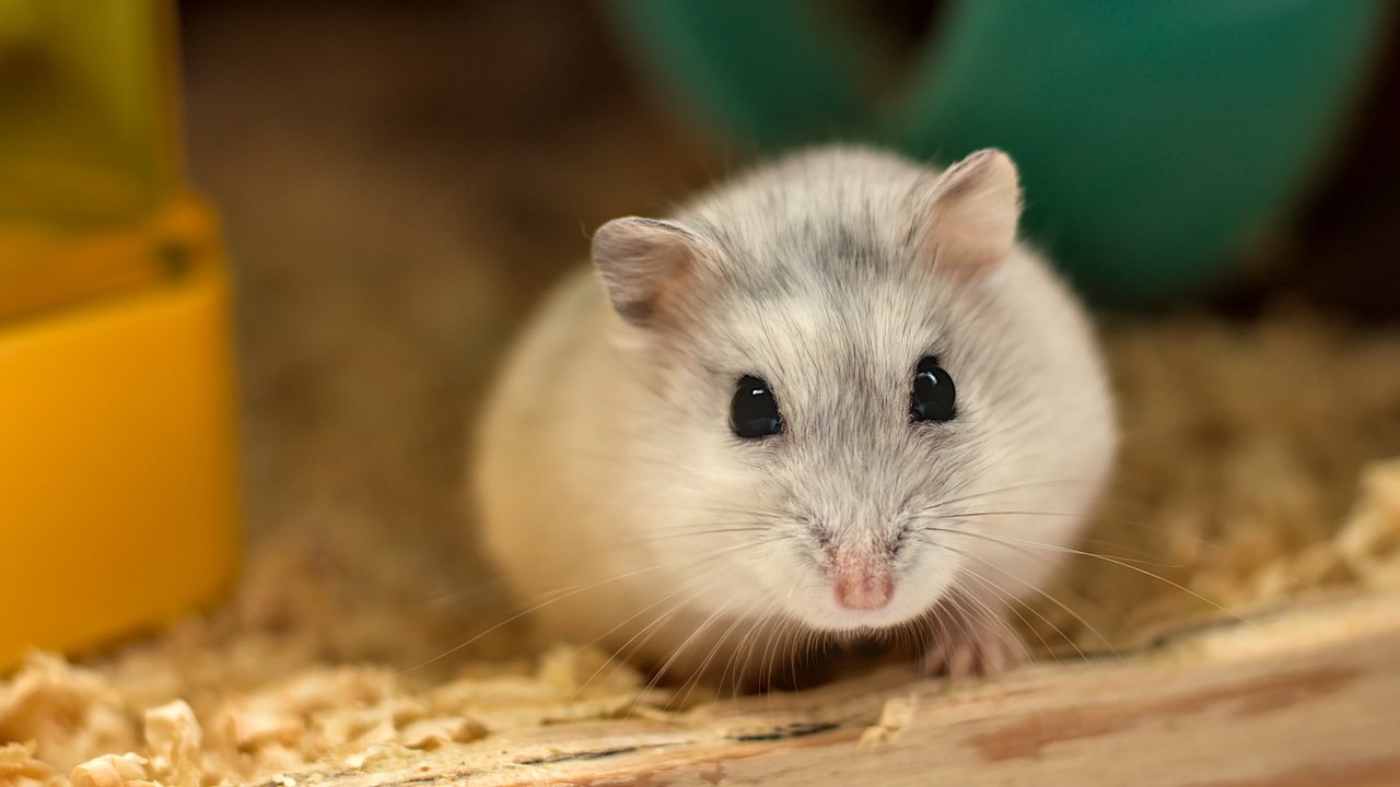 Hamster sind von Natur aus nachtaktive Einzelgänger.