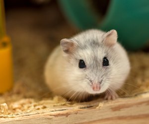 Hamster alleine halten: Wissenswertes zur artgerechten Haltung