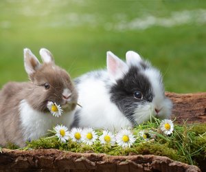 Können Kaninchen pupsen? Das solltest du wissen