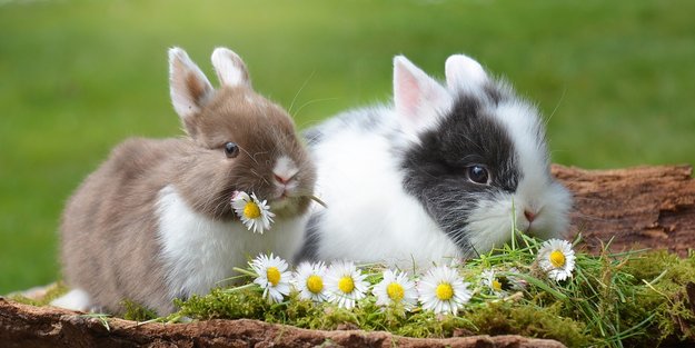 Können Kaninchen pupsen? Das solltest du wissen