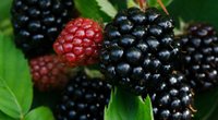 Brombeeren in der Schwangerschaft: Die lecker Beere