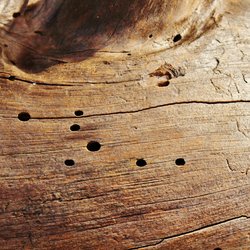 Eine eklige Angelegenheit: Diese 3 einfachen Tricks vertreiben Holzwürmer