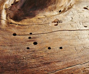 3 starke Tricks gegen Holzwürmer: Das kannst du gegen die unerwünschten Gäste machen